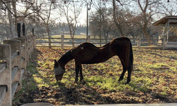 എന്തിനീ ക്രൂരത! പറമ്പിന്റെ പലഭാഗത്തായി ചത്ത് കിടന്നത് 27 ഓളം കുതിരകള്‍, അന്വേഷണത്തിന് പിന്നാലെ 67 കാരി ഉടമ അറസ്റ്റില്‍
