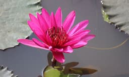 കാണാൻ കൗതുകം, കാഴ്ച അതിമനോഹരം; പക്ഷെ വിനാശകാരി