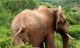 നൂല്‍പ്പുഴയില്‍ കാട്ടാനയുടെ ആക്രമണം : കൊല്ലപ്പെട്ട യുവാവിന്റെ ഭാര്യയെ കാണ്മാനില്ല ; നാട്ടുകാരു​ടെ പ്രതിഷേധം