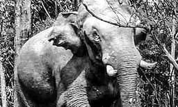 പുലിയിറങ്ങിയെന്ന് പേടിച്ചിരിക്കെ തൊട്ടപ്പുറത്ത് ആന വീട്ടമ്മയെ കൊന്നു ; വെള്ളവും ഭക്ഷണവും തേടി വന്യമൃഗങ്ങള്‍ കൂട്ടത്തോടെ നാട്ടിലേക്ക് 