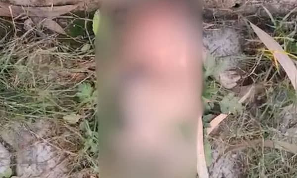 നവജാതശിശുവിന്റെ തല നായ്ക്കള്‍ തിന്നുന്നു ; ലളിത്പൂര്‍ മെഡിക്കല്‍ കോളേജില്‍ ഞട്ടിക്കുന്ന ദൃശ്യം