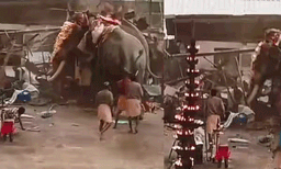 കൊയിലാണ്ടിയിൽ ആന ഇടയാൻ കാരണം പടക്കമല്ലെന്ന് വനംവകുപ്പ്; നാട്ടാന പരിപാലനച്ചട്ടം ലംഘിച്ചെന്ന് റവന്യൂ വകുപ്പ്