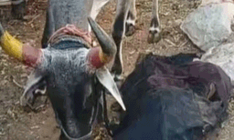 ഒന്ന് എണീക്ക് കുഞ്ഞേ! പശുക്കിടാവിനെ വിഴുങ്ങിയ ശേഷം പുറത്തേക്ക് ഛര്‍ദ്ദിച്ച് പെരുമ്പാമ്പ്, ജീവനറ്റ കുഞ്ഞിനരികില്‍ നിന്ന് മാറാതെ തള്ളപ്പശു
