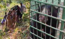 അട്ടപ്പാടിയില്‍ നിന്നും പിടികൂടിയ കാലിന് പരിക്കേറ്റ കരടി ചത്തു
