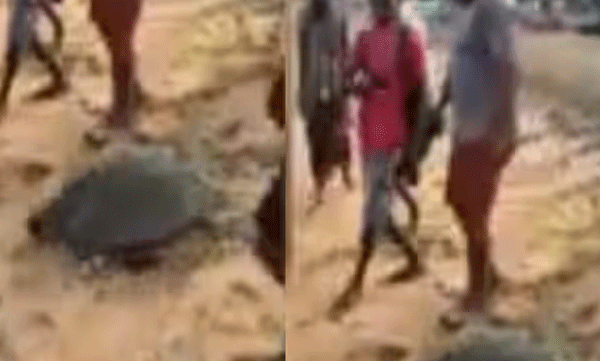 വലയിലായ  ഒലീവ് റെഡ്ലി ഇനത്തിലെ  ആമയെ മടക്കി അയച്ച് മത്സ്യത്തൊഴിലാളികള്‍