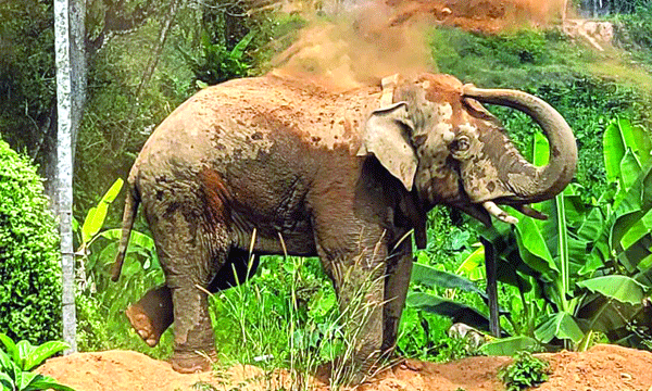 ആറളംഫാമില്‍ വീണ്ടും കാട്ടാന ആക്രമണം: ദമ്പതികള്‍ക്ക് പരിക്കേറ്റു, ഇവര്‍ സഞ്ചരിച്ച ബൈക്ക് തകര്‍ത്തു