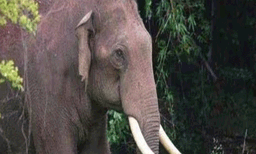 കണ്ണൂർ ആറളം ഫാമിൽ വീണ്ടും കാട്ടാന ആക്രമണം; ചെത്തുതൊഴിലാളിയുടെ വാരിയെല്ലിന് പരുക്ക്