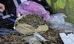 പൂര്‍വ്വ വിദ്യാര്‍ത്ഥികളായ രണ്ടുപേര്‍ പിടിയില്‍ ; ഹോസ്റ്റലില്‍ കഞ്ചാവ് എത്തിച്ചത് ആഷിക് ; ഷാരികി​ന്റെ പങ്ക് അന്വേഷിക്കുന്നു