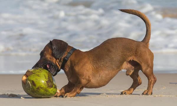 ഡാഷ്ഹണ്ട് സൂസേജ് നായ കട്ടിലില്‍ കിടന്നുറങ്ങുകയായിരുന്ന നവജാത ശിശുവിനെ കടിച്ചു കൊന്നു...!!