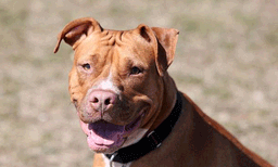 കൊക്കെയ്ൻ ഉപയോഗിച്ചതിന് പിന്നാലെ 73 കാരിയെ കടിച്ചു കൊന്നു: പിറ്റ്ബുള്ളുകളെ വെടിവെച്ച് വീഴ്ത്തി പോലീസ്

