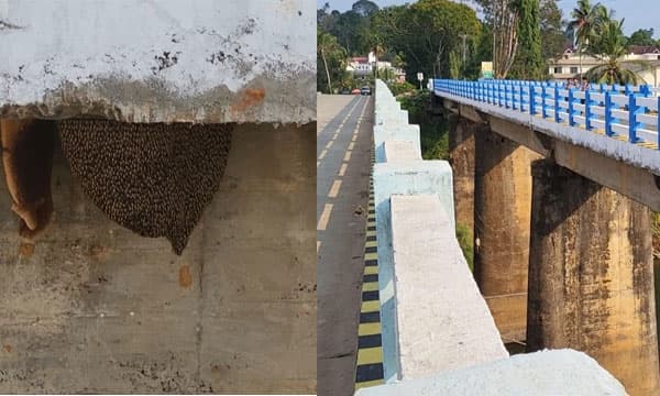 അഞ്ചുപേര്‍ പരുക്കുകളോടെ ആശുപത്രിയില്‍ ; പാലത്തിനടിയിലെ പെരുന്തേനീച്ചക്കൂടിളകി; എസ്.എസ്.എല്‍.സി. കുട്ടികള്‍ക്കടക്കം കുത്തേറ്റു