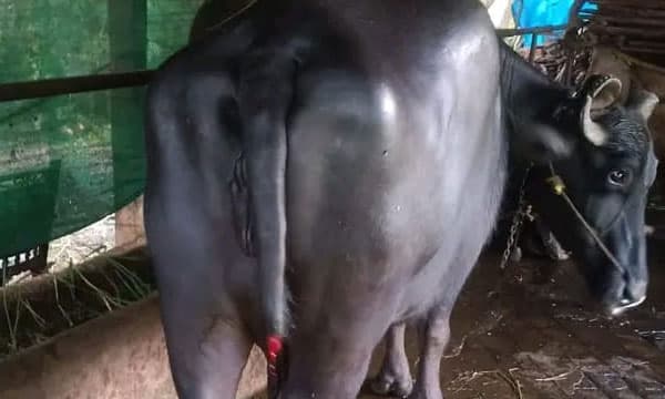 മിണ്ടാപ്രാണിക്കുനേരേ നിരണത്ത് അജ്ഞാതരുടെ കൊടുംക്രൂരത ; എരുമയുടെ വാല്‍ മുറിച്ചുനീക്കി ഉടമയുടെ വീട്ടുമുറ്റത്തെ കസേരയില്‍ ഉപേക്ഷിച്ചു