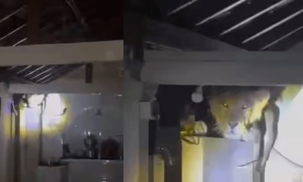 രാത്രിയില് അടുക്കളയില് നിന്നും മുരള്ച്ച: ടോര്ച്ചടിച്ച് പരിശോധിച്ചപ്പോള് കണ്ടതോ സിംഹത്തെ, ഞെട്ടി കുടുംബം