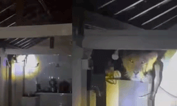 രാത്രിയില്‍ അടുക്കളയില്‍ നിന്നും മുരള്‍ച്ച: ടോര്‍ച്ചടിച്ച് പരിശോധിച്ചപ്പോള്‍ കണ്ടതോ സിംഹത്തെ, ഞെട്ടി കുടുംബം
