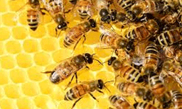 തേനീച്ച കുത്തേറ്റ് ഒരു മരണം; സംഭവം വയനാട്ടില്‍
