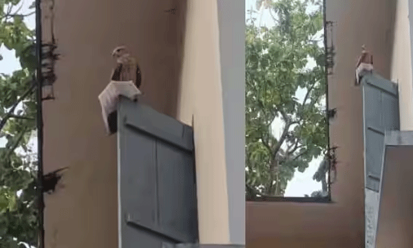 പരീക്ഷയ്‌ക്കെത്തിയ യുവതിയുടെ ഹാള്‍ ടിക്കറ്റ് റാഞ്ചി പരുന്ത്: തിരികെ കിട്ടാന്‍ പെടാപ്പാട്, സംഭവം കാസര്‍ഗോഡ് 
