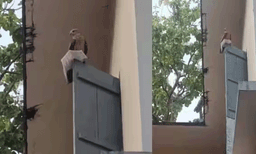 പരീക്ഷയ്‌ക്കെത്തിയ യുവതിയുടെ ഹാള്‍ ടിക്കറ്റ് റാഞ്ചി പരുന്ത്: തിരികെ കിട്ടാന്‍ പെടാപ്പാട്, സംഭവം കാസര്‍ഗോഡ് 
