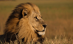 കെനിയയില്‍ ദേശീയ പാര്‍ക്കില്‍ നിന്നും രക്ഷപ്പെട്ട് സിംഹം ജനവാസമേഖലയില്‍ എത്തി: പിന്നാലെ 14 കാരിയെ കടിച്ചുകൊന്നു
