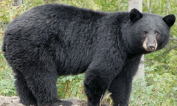 കാട്ടില്‍  വിറക് ശേഖരിക്കാൻ കാട്ടിൽ പോയി,  യുവാവിന്  കരടിയുടെ ആക്രമണം