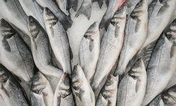 ബഹിരാകാശ യാത്രികര്‍ക്ക് ആരോഗ്യകരമായ ഭക്ഷണം നല്‍കണം: ചന്ദ്രനില്‍ മത്സ്യകൃഷിയുടെ സാധ്യത തേടി ശാസ്ത്രജ്ഞര്‍ 
