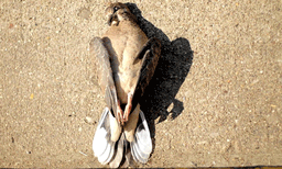 പ്രത്യേക കാലയളവില്‍ പക്ഷികള്‍ ആത്മഹത്യ ചെയ്യുന്നു: നിഗൂഢ പ്രതിഭാസവുമായി അസമിലെ ഈ ഗ്രാമം 
