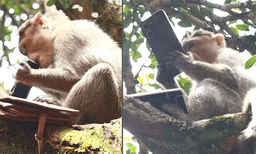 ഗുണാകേവിലെത്തിയ സന്ദര്‍ശകയുടെ മൊബൈല്‍ തട്ടിയെടുത്ത് കുരങ്ങന്‍, പിന്നാലെ സെല്‍ഫിയെടുക്കല്‍: വീഡിയോ വൈറല്‍
