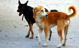 മൂന്നാറിൽ തെരുവുനായ ആക്രമണം; വിനോദ സഞ്ചാരികളടക്കം നിരവധി പേര്‍ക്ക് കടിയേറ്റു
