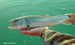 ആത്മബലിയുടെ അമ്മമുഖം