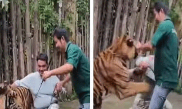 തായ്‌ലന്‍ഡില്‍ ഫോട്ടോ എടുക്കുന്നതിനിടെ ഇന്ത്യന്‍ വിനോദ സഞ്ചാരിയെ ആക്രമിച്ച്  കടുവ: ഞെട്ടിക്കുന്ന ദൃശ്യങ്ങള്‍ പുറത്ത് 
