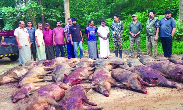 കര്‍ഷകക്കൂട്ടായ്മയുടെ നേതൃത്വത്തില്‍ വേട്ട ; അമരമ്പലം പഞ്ചായത്തിലെ വിവിധ പ്രദേശങ്ങളിലായി 25 കാട്ടുപന്നിക​ളെ വെടിവെച്ചു കൊന്നു