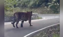 വാല്‍പ്പാറയില്‍ പുലി പിടിച്ച കുട്ടിയുടെ മൃതദേഹം കണ്ടെത്തി ; നാലുവയസ്സുകാരിയുടെ ശരീരം പാതിഭക്ഷിച്ച നിലയില്‍