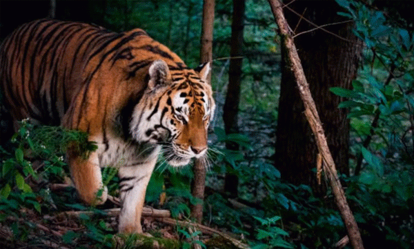  പത്തനംത്തിട്ട  കോന്നിയില്‍ കടുവയെ കണ്ടു; കണ്ടത് പട്രോളിങ്ങിനു പോയ പോലീസ് ഉദ്യോഗസ്ഥര്‍ 
