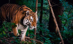  പത്തനംത്തിട്ട  കോന്നിയില്‍ കടുവയെ കണ്ടു; കണ്ടത് പട്രോളിങ്ങിനു പോയ പോലീസ് ഉദ്യോഗസ്ഥര്‍ 
