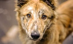 ഒരു മാസം മുമ്പ് തെരുവ്‌നായയുടെ ആക്രമണം ; കണ്ണൂരില്‍ തമിഴ്‌നാട് സ്വദേശിയുടെ മകനും മരിച്ചു