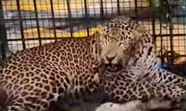 വയനാട് നമ്പ്യര്‍കുന്നില്‍ ഭീതി വിതച്ചിരുന്ന പുലി വനംവകുപ്പ് വെച്ച കെണിയില്‍ കുടുങ്ങി 