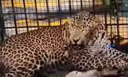 വയനാട് നമ്പ്യര്‍കുന്നില്‍ ഭീതി വിതച്ചിരുന്ന പുലി വനംവകുപ്പ് വെച്ച കെണിയില്‍ കുടുങ്ങി 