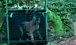 'കൂട്ടിലായ കടുവയെ വെടിവെച്ച് കൊല്ലണം'; കാളികാവില്‍ സംഘടിച്ച് നാട്ടുകാര്‍; പ്രതിഷേധം