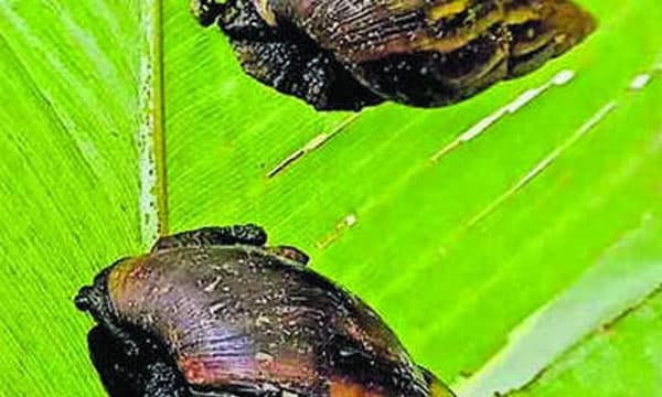 എവിടെ നോക്കിയാലും ആഫ്രിക്കന്‍ ഒച്ചിന്റെ ബഹളം ; രണ്ടു വര്‍ഷം മുമ്പ് രണ്ടെണ്ണത്തിന് കണ്ടത് ഇപ്പോള്‍ പെരുകി ആയിരക്കണക്കിനായി