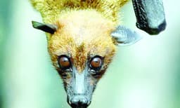 എല്ലാവര്‍ഷവും ഒരേ സീസണില്‍ പ്രതീക്ഷിക്കണം ; നിപയില്‍ ആശങ്ക വേണ്ടെന്ന് വിദഗ്ദ്ധര്‍ ; പകര്‍ച്ചാഭീഷണി പരിമിതം മാത്രമെന്ന് റിപ്പോര്‍ട്ട്