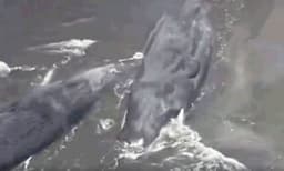 റഷ്യയിലെ അതിശക്തമായ ഭൂചലനം ; ജപ്പാന്‍ തീരത്തേക്ക് കൂറ്റന്‍ തിമിംഗലങ്ങള്‍ ഒഴുകിയെത്തുന്നു