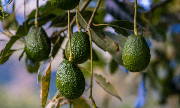 അമ്പലവയൽ ഇനി അവൊക്കാഡോ നഗരം; 'വയനാടൻ അവൊക്കാഡോ' ബ്രാൻഡ്‌ ഉത്പന്നമാക്കി മാറ്റു​മെന്ന് കൃഷിമന്ത്രി

