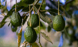 അമ്പലവയൽ ഇനി അവൊക്കാഡോ നഗരം; 'വയനാടൻ അവൊക്കാഡോ' ബ്രാൻഡ്‌ ഉത്പന്നമാക്കി മാറ്റു​മെന്ന് കൃഷിമന്ത്രി

