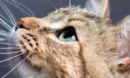 ആദ്യം പലഹാരം കൊടുത്തു ; തുടര്‍ന്ന് കൊന്നു തലവേര്‍പെടുത്തി, പിന്നാലെ അവയവങ്ങളും വേര്‍തിരിചു ; ഒടുവില്‍ ഇറച്ചി ജാക്കിലിവര്‍ കൊണ്ട് അടിച്ചു പരത്തി പോസ്റ്റ് ഇട്ടു