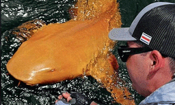 അപൂര്‍വ്വങ്ങളില്‍ അപൂര്‍വ്വം! കരീബിയന്‍ തീരത്ത് സ്വര്‍ണ്ണനിറത്തിലുള്ള സ്രാവ്
