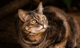 പൂച്ചകള്‍ക്ക് പ്രേതത്തെ കാണാന്‍ കഴിയുമോ? പഠനത്തില്‍ തെളിഞ്ഞത് 
