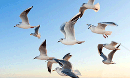 ഇതുവലിയ ശല്യമായല്ലോ! ഓസ്‌ട്രേലിയന്‍ പാര്‍ലമെന്റ് താവളമാക്കി കടല്‍കാക്കകള്‍, പൊറുതിമുട്ടി അധികൃതര്‍
