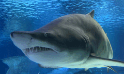 സമുദ്ര അമ്ലീകരണം, സ്രാവുകള്‍ കടുത്ത ഭീഷണിയില്‍: പല്ലുകള്‍ കൊഴിയുന്നതായി പഠനം 
