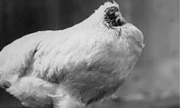 തല അറ്റുപോയിട്ടും ജീവിച്ചത് ഒന്നര വര്‍ഷം: ചരിത്രത്തിന് ഇന്നും അത്ഭുതമായി മൈക്ക് എന്ന കോഴി
