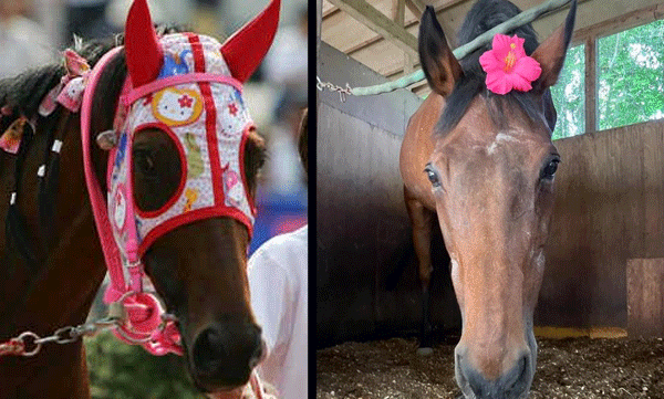 തുടര്‍ച്ചയായി 113 മത്സരങ്ങളില്‍ പരാജയപ്പെട്ടു: ജപ്പാന്റെ പ്രിയപ്പെട്ട പന്തയക്കുതിര ഹാരു ഉരാര വിടവാങ്ങി 
