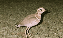 2004 നു ശേഷം ആദ്യമായി ജെര്‍ഡന്‍' സ് കോര്‍സര്‍ പക്ഷിയെ കണ്ടെത്തി
